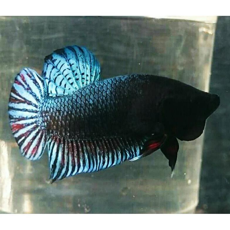 Terbaru Ikan Cupang Adu Sakai Series Original Ikan Cupang Adu Juara Bukan Ikan Cupang Hias