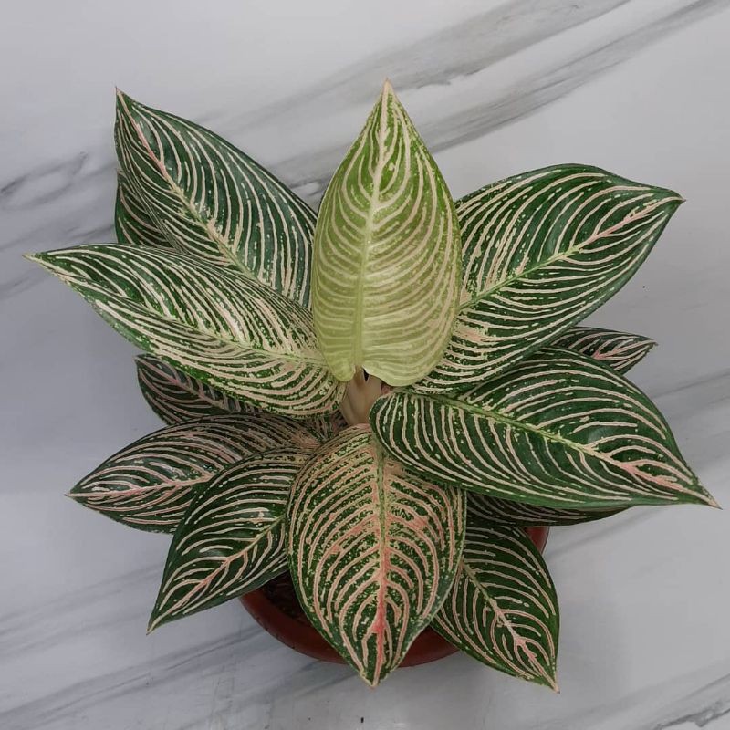 bonggol aglonema Golden hope/bibit tanaman golden hope