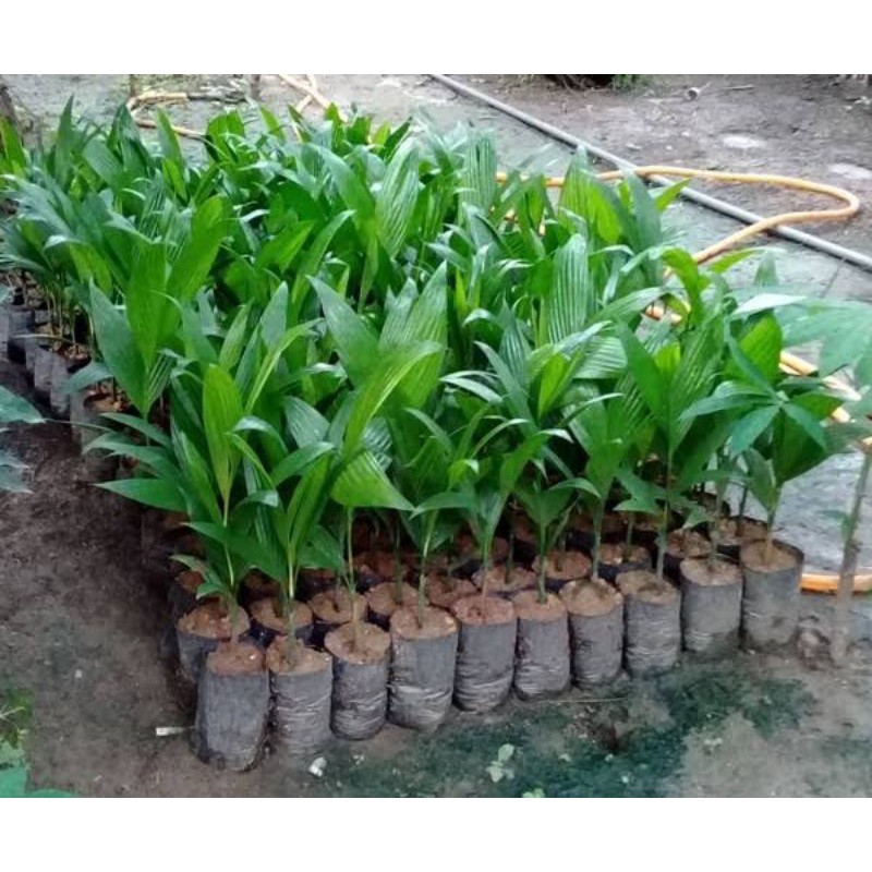 Bibit Pinang Unggul Bibit Pinang Betara