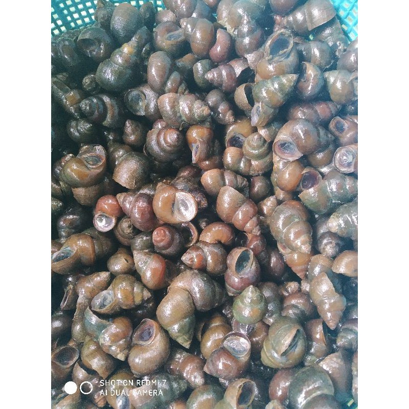 promo siput atau tutut sawah 1 kg obat herbal liver