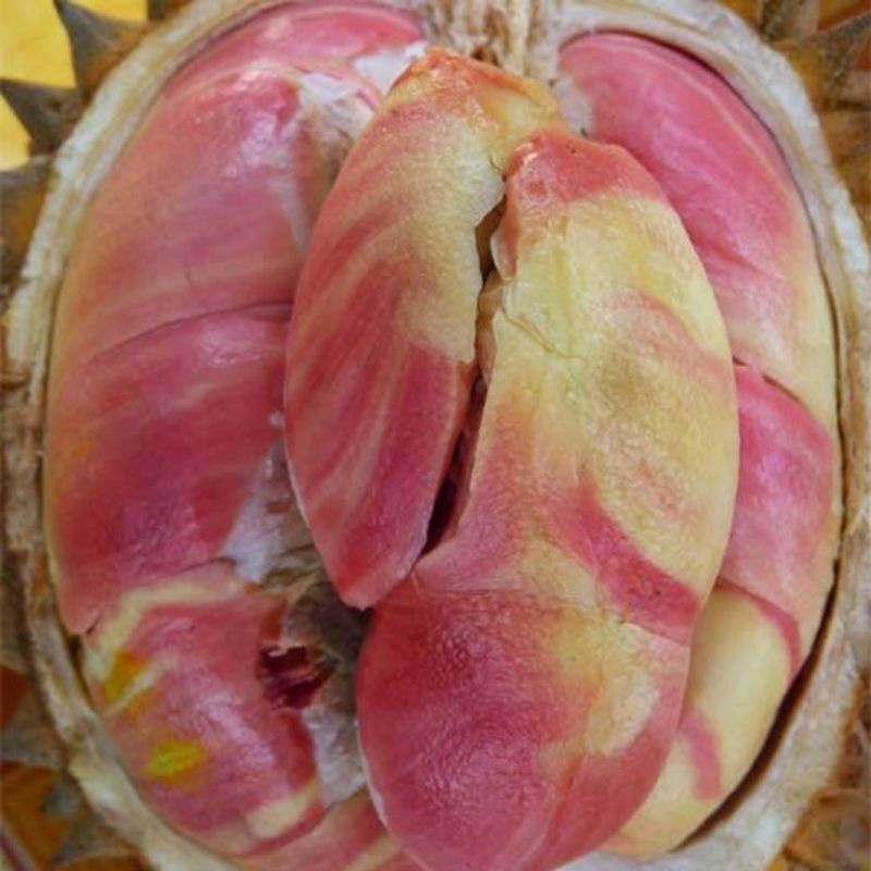 Bibit durian pelangi terlaris