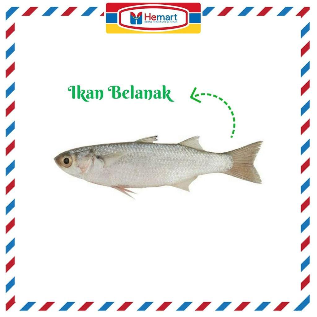 

IKAN BELANAK 1KG / IKAN SEGAR