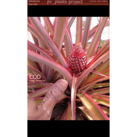 buah nanas muda/ nanas merah asli