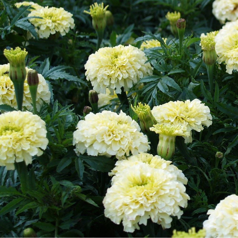 Benih Bibit Biji - Bunga African Marigold Kilimanjaro Flower Seeds - IMPORT