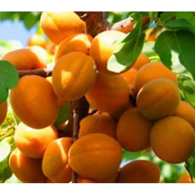 Benih Biji Buah Pohon Aprikot F1