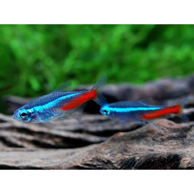 NEON TETRA / IKAN NEON / IKAN AQUASCAPE