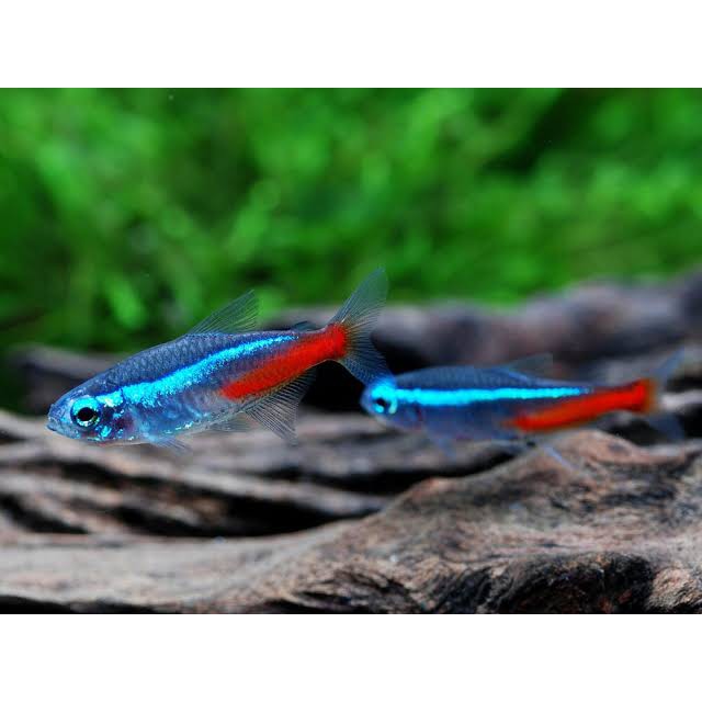 Jual Neon Tetra Ikan Neon Ikan Aquascape Indonesiashopee Indonesia