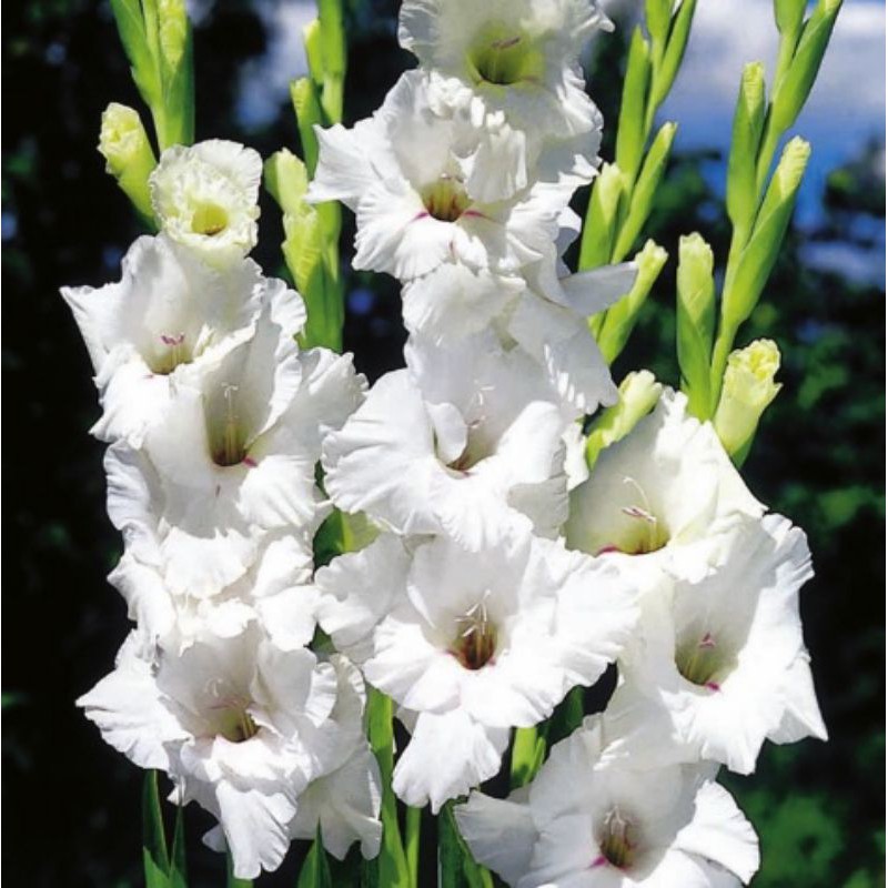 Jual Umbi Bunga Gladiol Putih