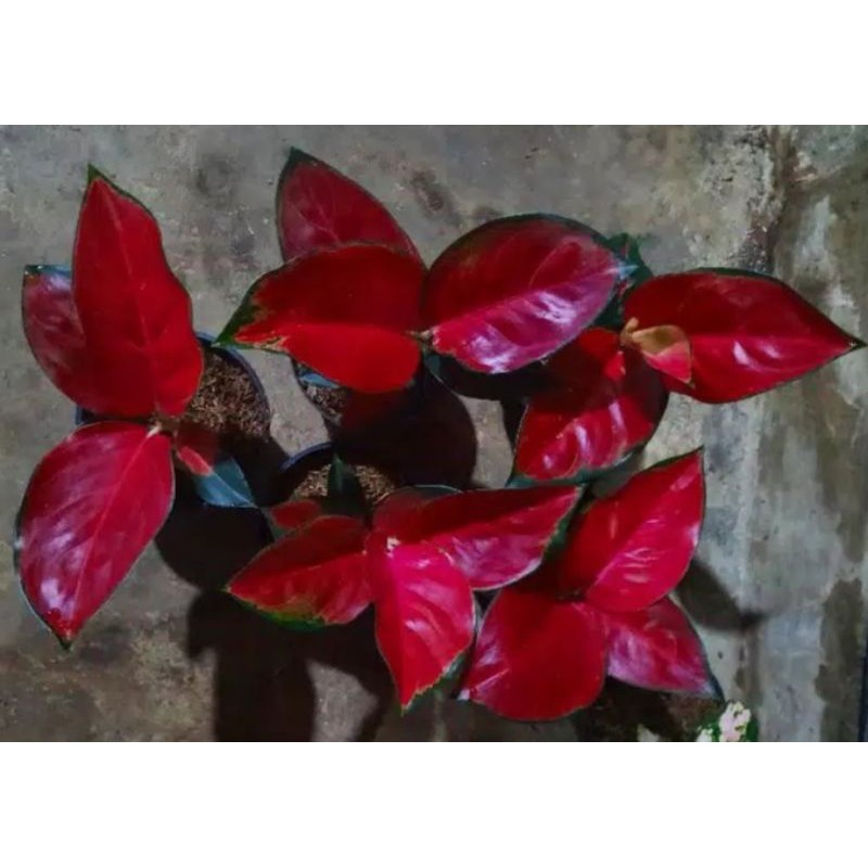 Aglonema suksom super spesial