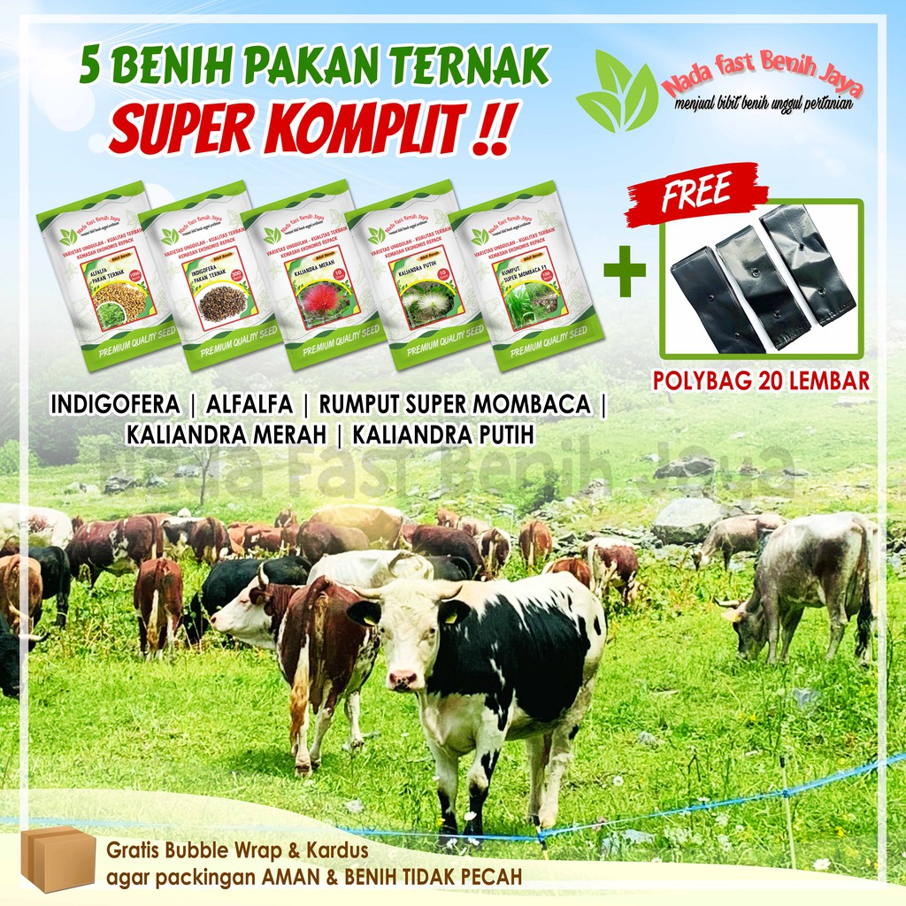 BENIH PILIHAN Benih pakan ternak 5 macam komplit / bibit rumput indigofera super / benih biji mombac