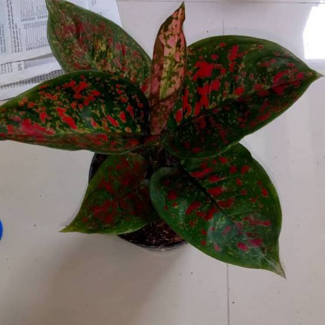Tanaman Hias Aglonema Red spider