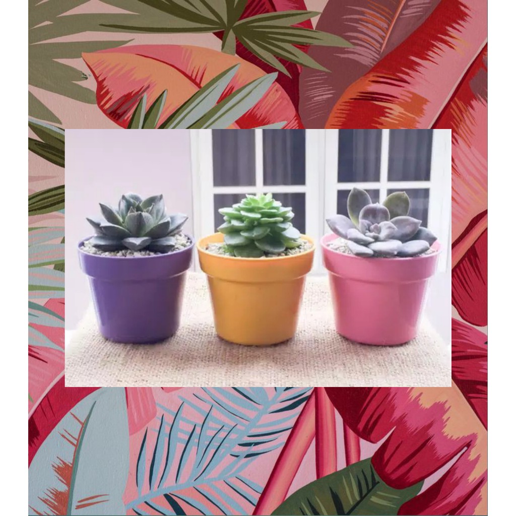 1 sukulen asli + Pot warna bunga kaktus mini lucu unik tanaman hias paste