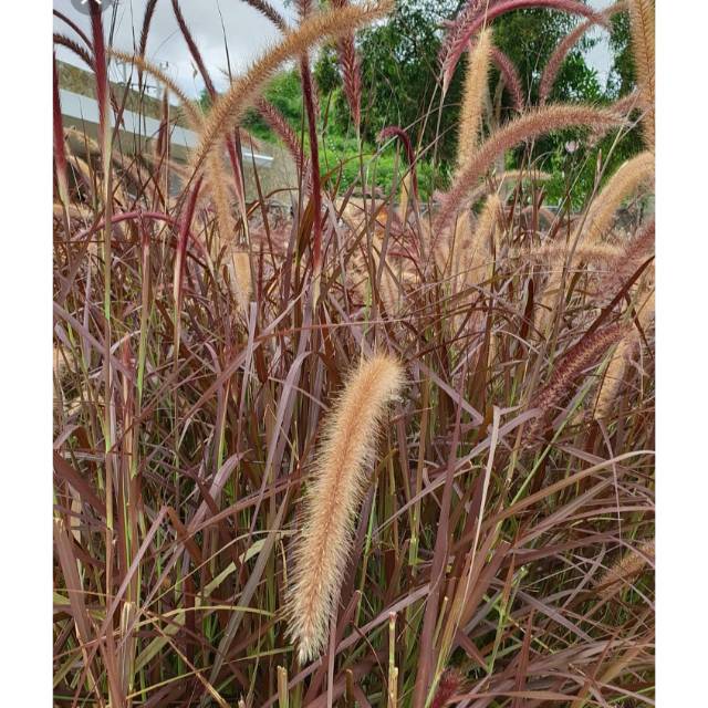 Tanaman hias ilalang merah - tanaman ilalang merah