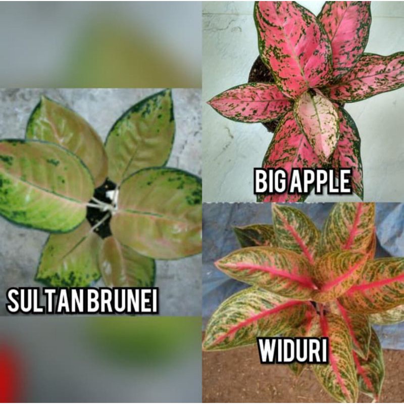 paket 3 bunga aglonema (sultan brunei,big apple,widuri)