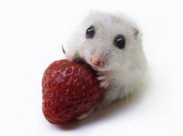 MAKANAN HAMSTER - SNACK HAMSTER - DRIED RASBERRY