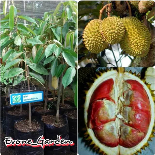Bibit durian merah asli