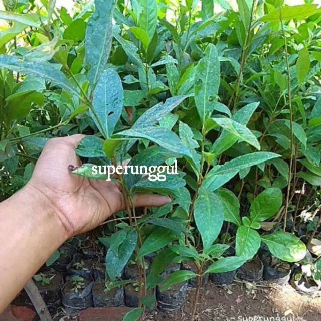 Bibit apel merah cangkok dan anggur