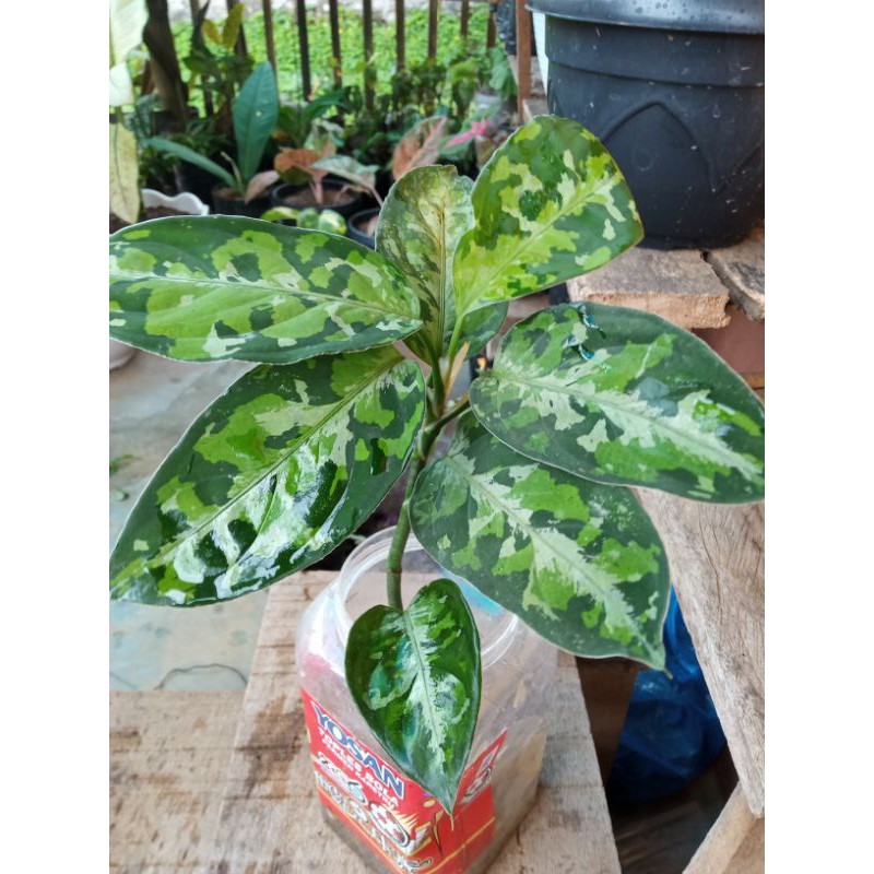 Aglonema pictom tricolour