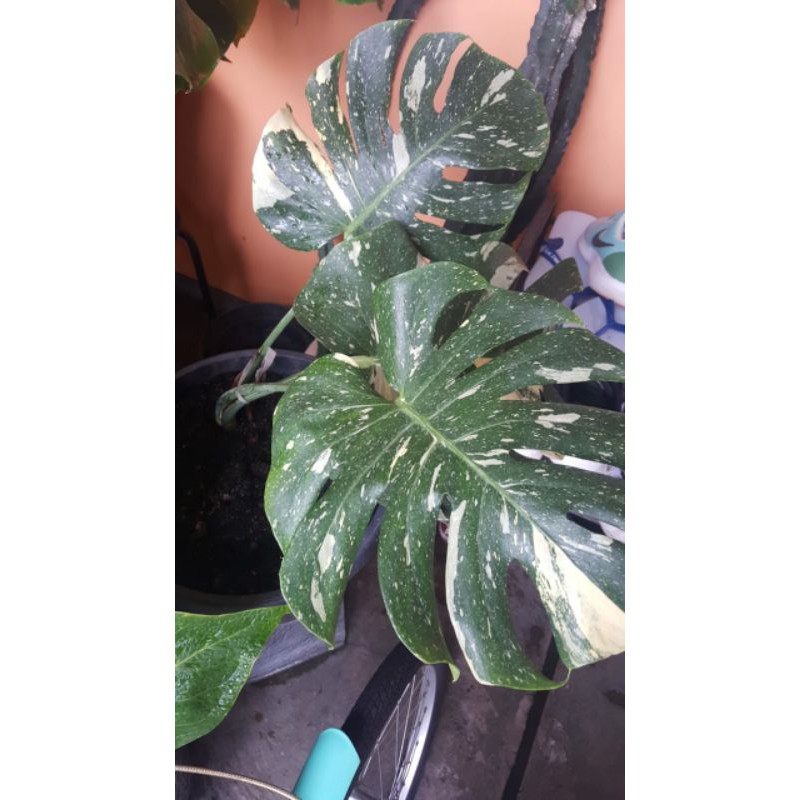 monstera borsigiana varigata | monstera varigata