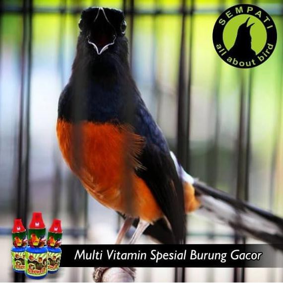 Murah Meriah Gacor Mini Dr Edhi Vitamin Burung Meningkatkan