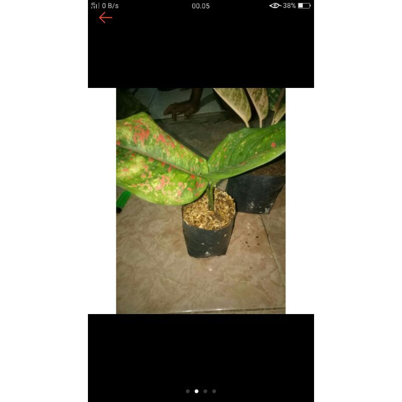 Tanaman hias aglonema ruby pink-aglonema ruby pink-aglonema ruby rubi pink-aglonema rubi-rubi pink