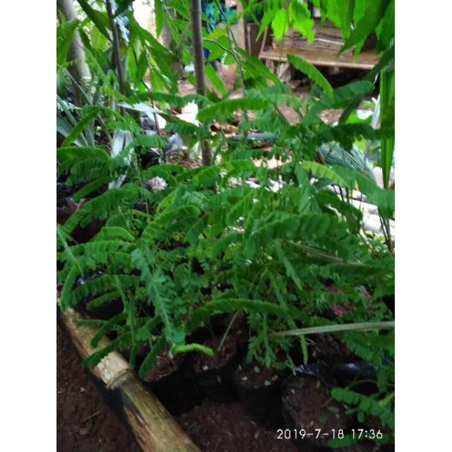 Tanaman herbal daun saga-pohon saga