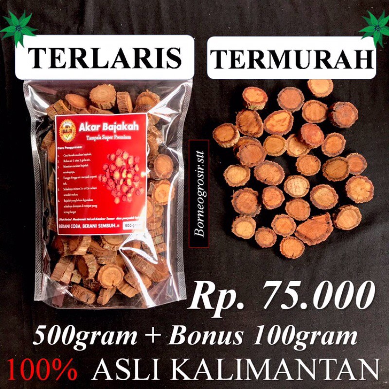 

Akar bajakah tampala original 100% murah | kayu akar bajakah kalalawit merah kuning tampala super