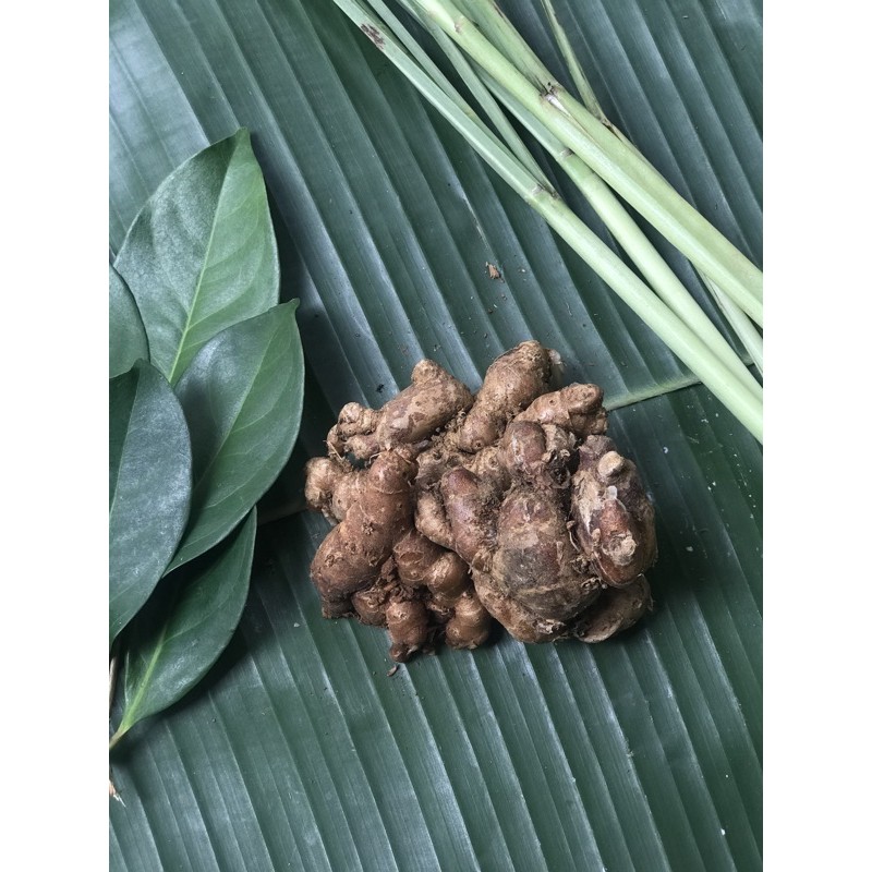 

Kencur - 250 Gram