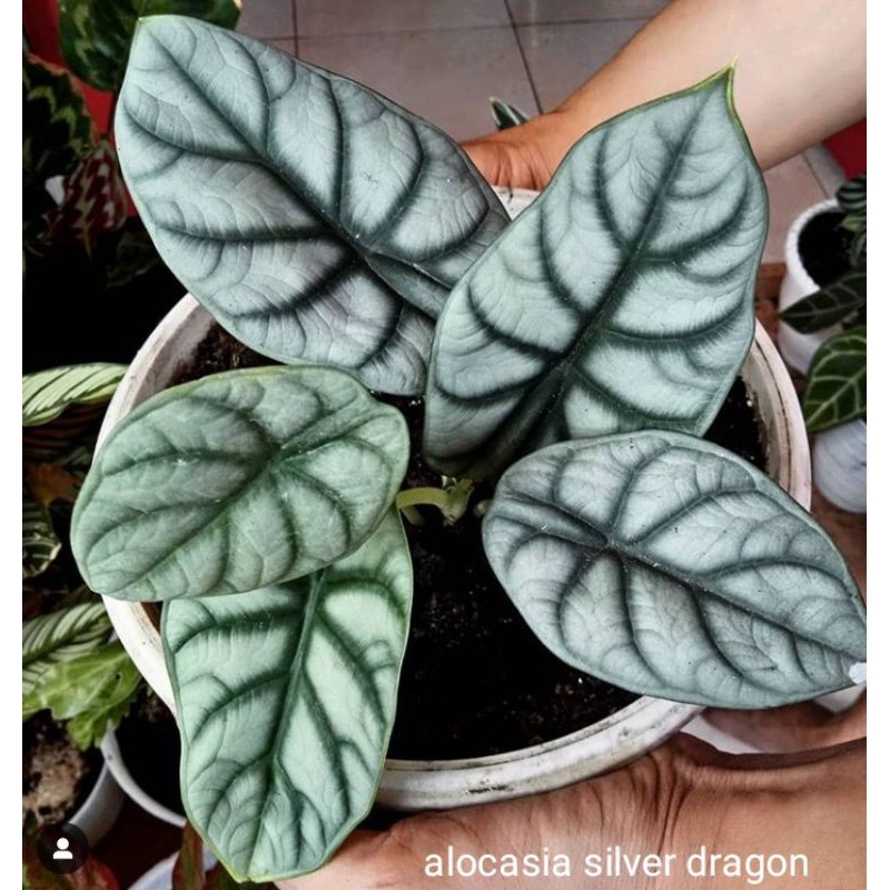 alocasia silver dragon