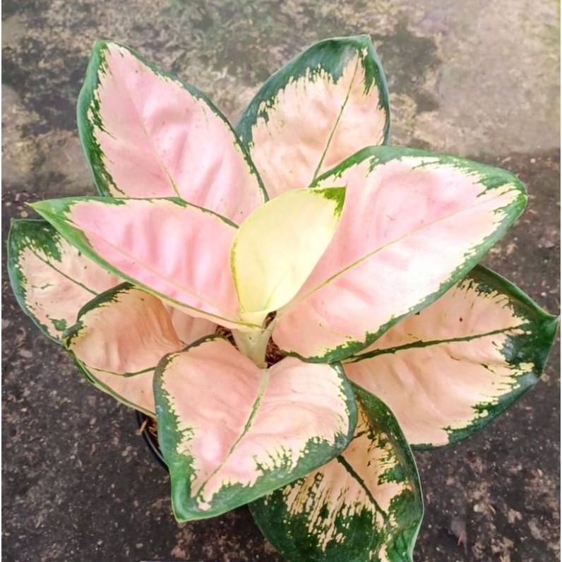 Aglonema suksom white mutasi (Tanaman hias aglaonema suksom white) - tanaman hias hidup - bunga hidu