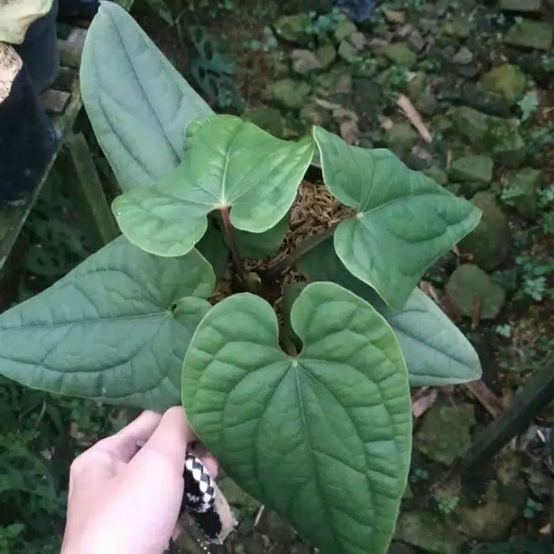 Tanaman hias anthurium sirih radicans / pohon anthurium sirih thailand