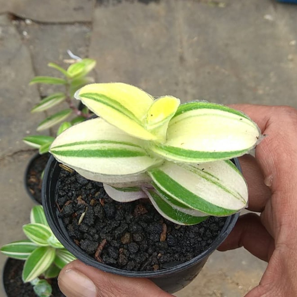 Kaktus Sukulen | 450. Tradescantia Sillamontana Variegated