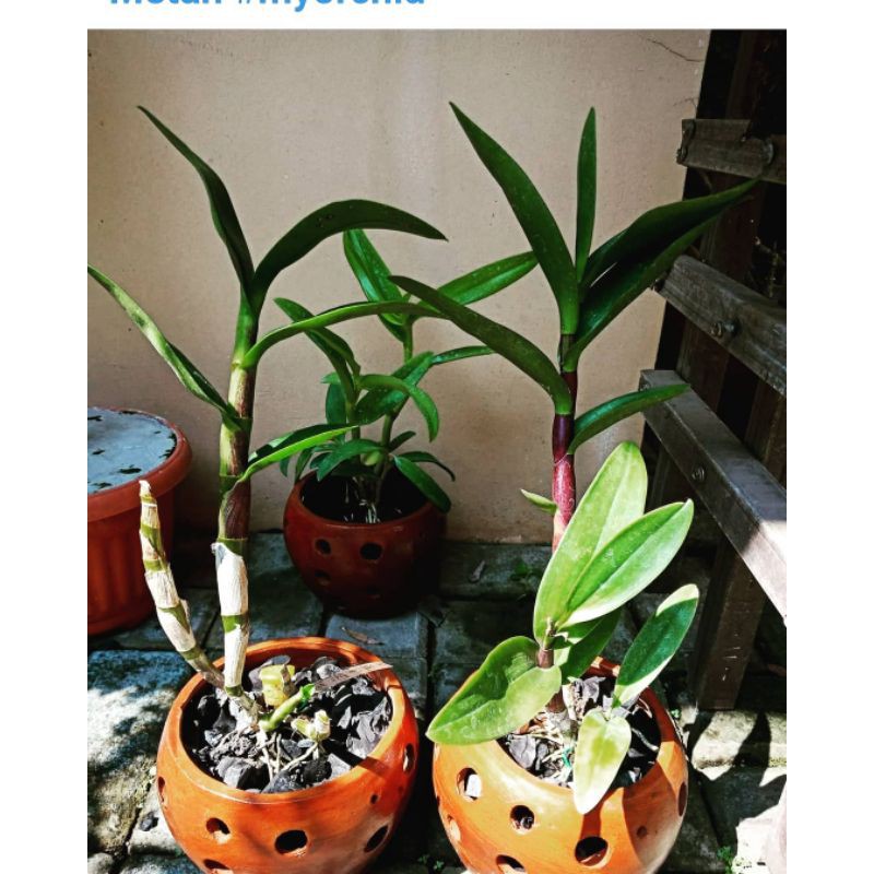 PROMO 2 paket tanaman bibit anggrek - tanaman anggrek.