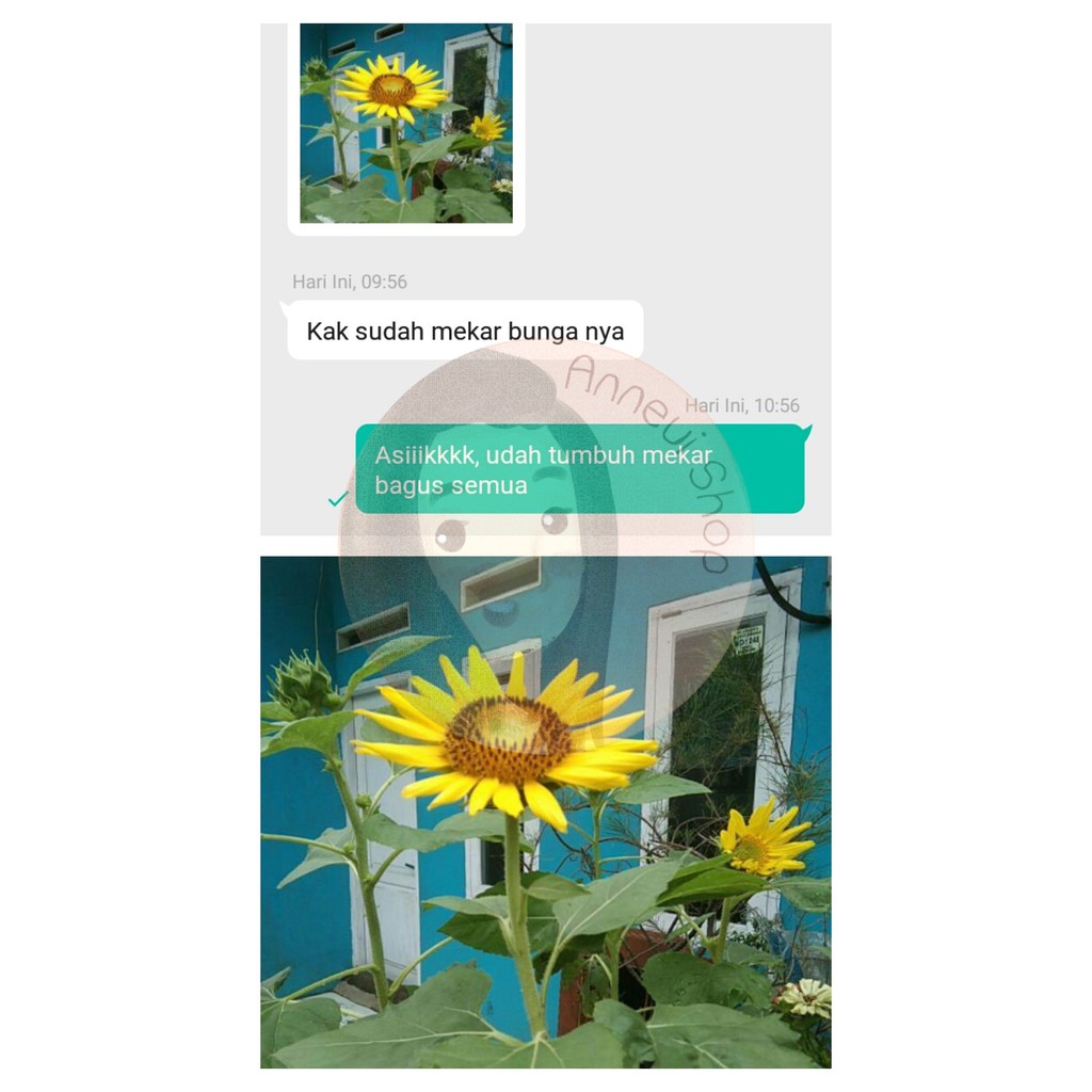 [Best Selling] 50 Seeds - Sunflower Bunga Matahari Biji Bibit Benih Repack - SR0022