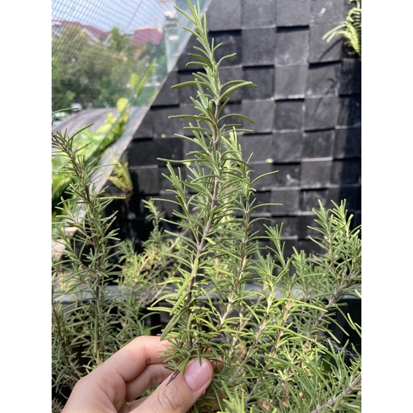 

Rosemary Segar ( BELI BARU PETIK )
