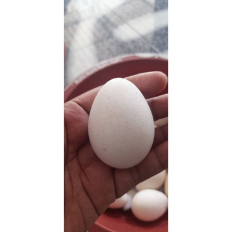 

Telur Ayam Kalkun