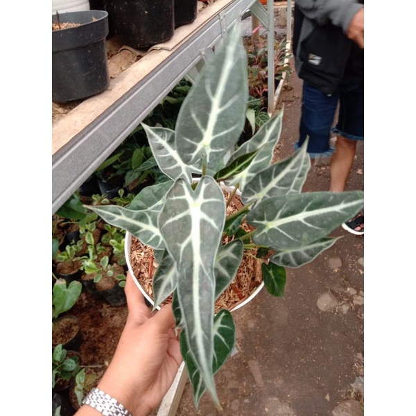 tanaman hias bambino + pot