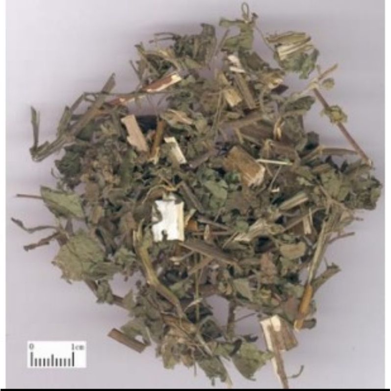 

10 G 50 GR 100 GRAM 豨莶草 XI XIAN CAO HERBA SIEGESBECKIAE SIEGESBECKIA ORIENTALIS L.