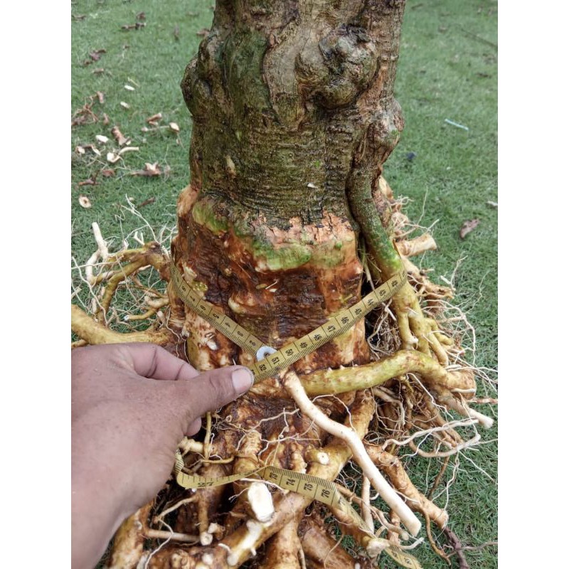 bonsai anting Putri ukuran JUMBO xxl