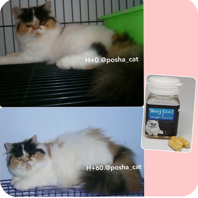 Posha_cat 🇰🇷 Vitamin kucing nafsu makan, gendutin , lebatin bulu &amp; imun tubuh | shiny coat &amp; weight booster