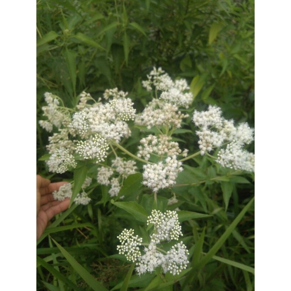 Bibit Tanaman herbal Pohon Daun Balakacida/Kirinyuh obat herbal