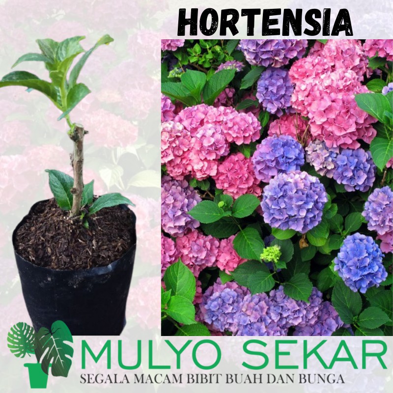 cutting Bibit Hortensia Tanaman pancawarna Tanaman Bunga Hydrangea - stek Bunga Hidrangea