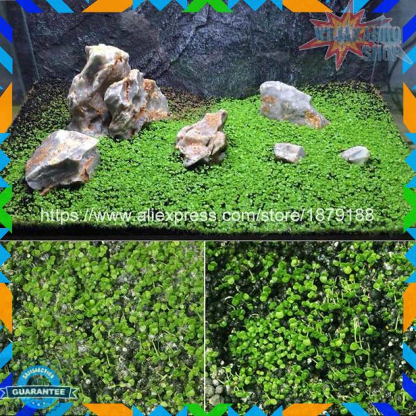 Bibit Rumput Air Dekorasi Aquarium Landscape Ornament - H0027 HBI11