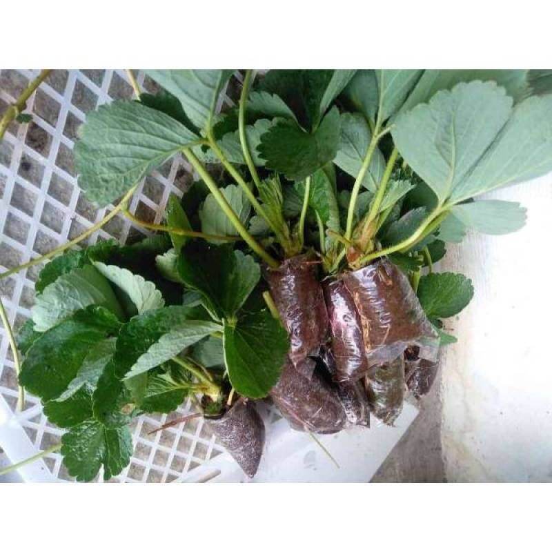 5 pcs(pohon) Bibit Strawberry jenis mencir