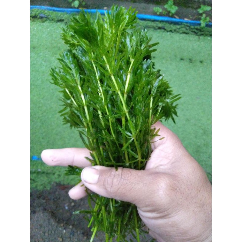 ❤️ HYDRILLA AQUASCAPE GANGGANG AIR TAWAR ( TERMURAH )