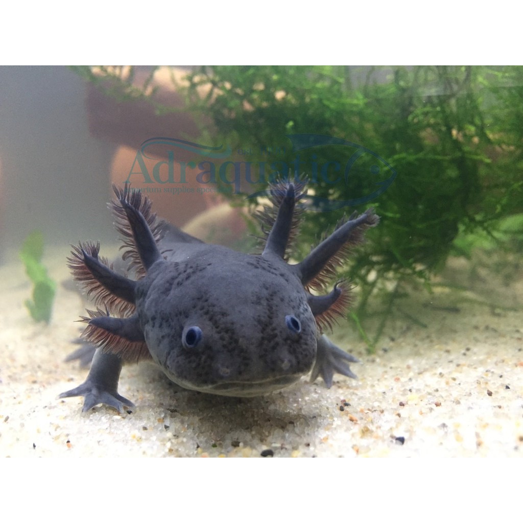 Bandung Axolotl Hitam Full Black Melanistic Melanoid Dogfish Salamander Walking Fish Mexicanum Shopee Indonesia