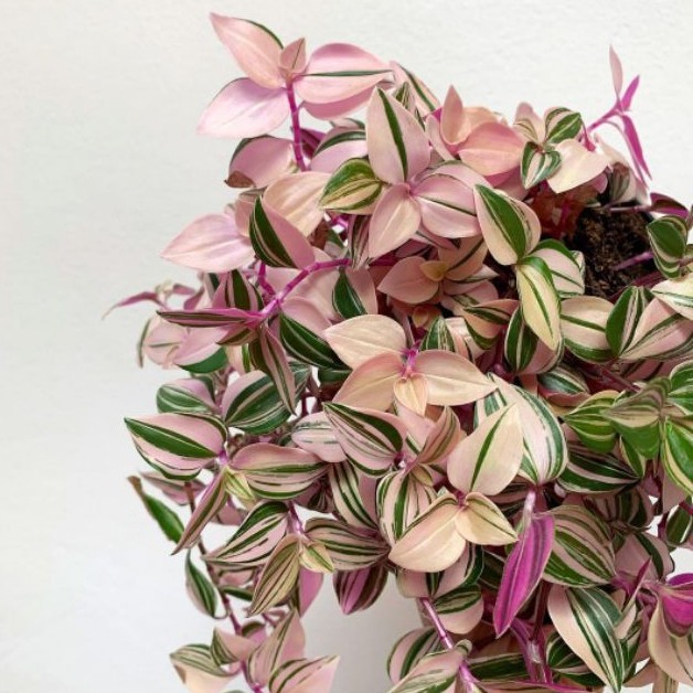 tradescantia fluminensis tricolor