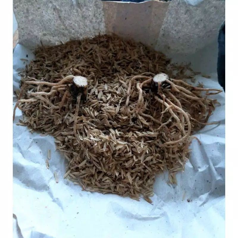 

promo!!bonggolan lotus delight,