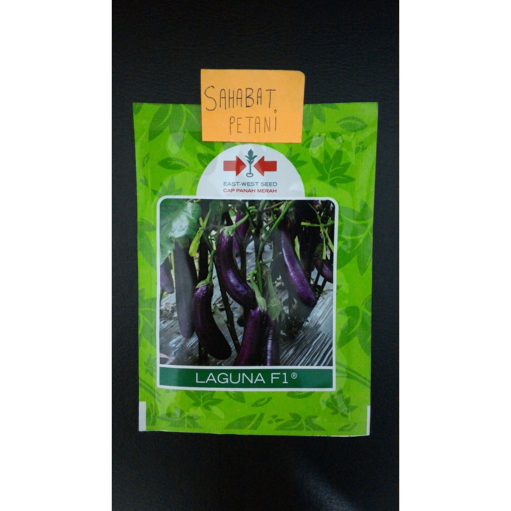 Benih Terong Ungu Laguna 400 Butir