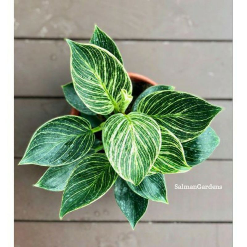 Tanaman Hias Birkin - Philodendron Birkin - Philo Birkin